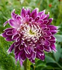 Georgína Vancouver - Dahlia - predaj cibuľovín - 1 ks
