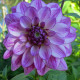 Georgína Seduction - Dahlia - predaj cibuľovín - 1 ks