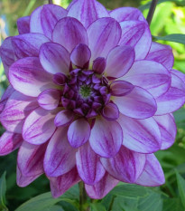 Georgína Seduction - Dahlia - predaj cibuľovín - 1 ks