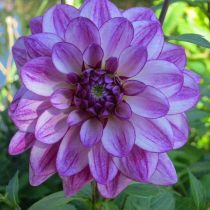 Georgína Seduction - Dahlia - predaj cibuľovín - 1 ks