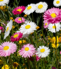 Slamienka plnokvetá zmes - Acroclinium roseum - predaj semien - 0,06 g