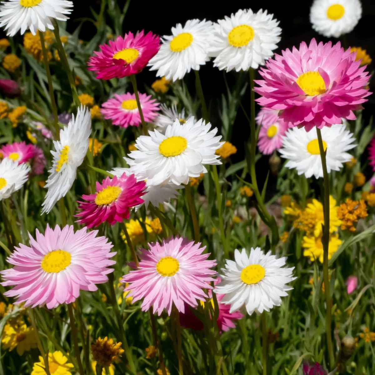 Slamienka plnokvetá zmes - Acroclinium roseum - predaj semien - 0,06 g