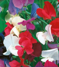 Hrachor kráľovský zmes - Lathyrus odoratus - predaj semien - 20 ks