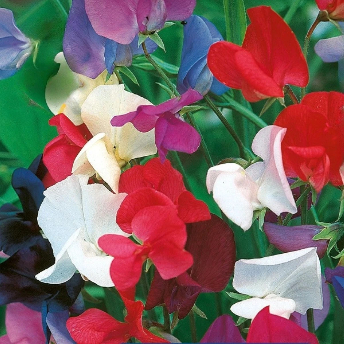 Hrachor kráľovský zmes - Lathyrus odoratus - predaj semien - 20 ks