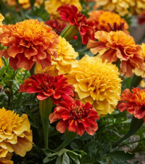 Aksamietnica rozkladitá Strawberry Blonde - Tagetes patula - predaj semien - 0,3 g