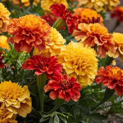 Aksamietnica rozkladitá Strawberry Blonde - Tagetes patula - predaj semien - 0,3 g