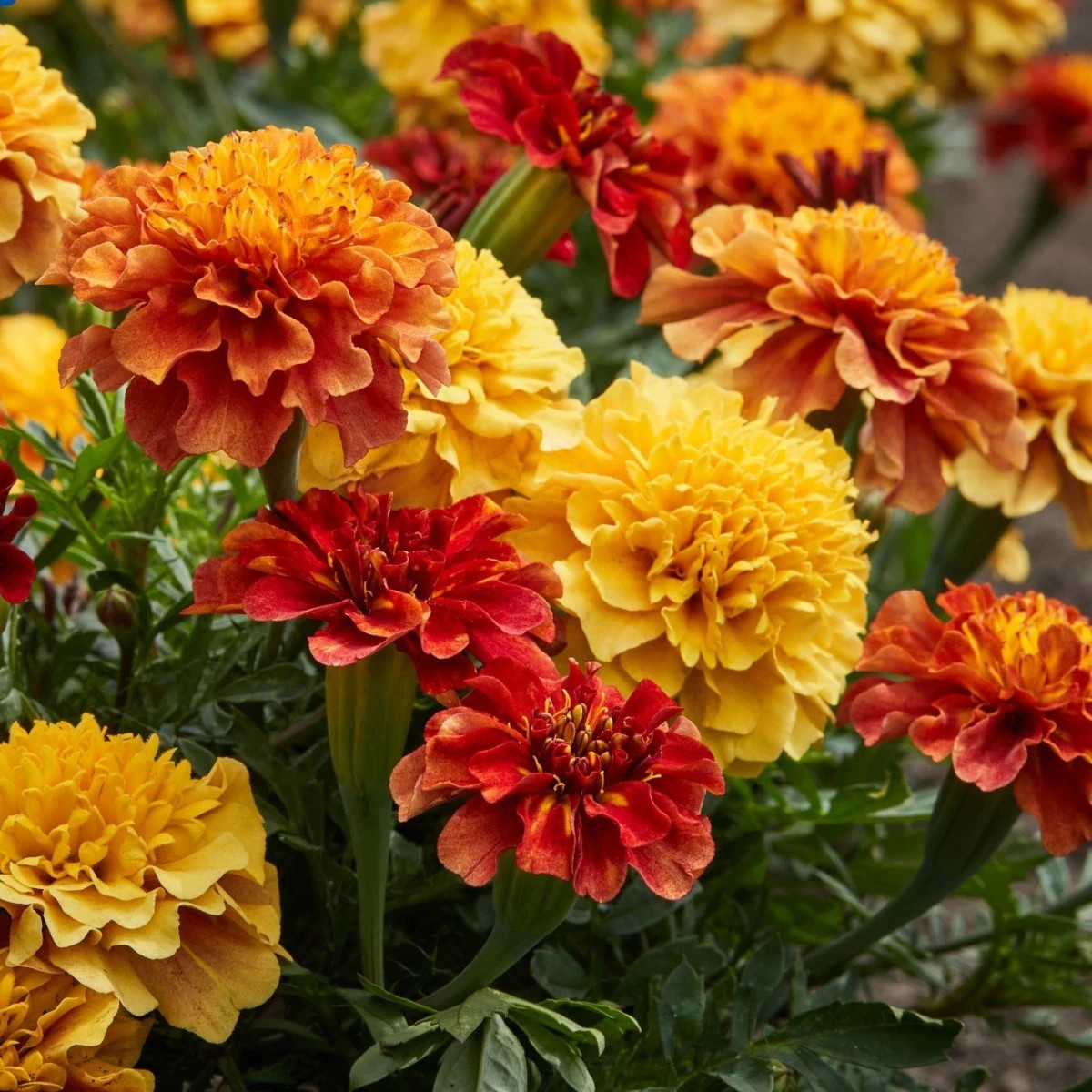 Aksamietnica rozkladitá Strawberry Blonde - Tagetes patula - predaj semien - 0,3 g