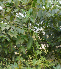 Casabanan - Muškátová uhorka - Sicana odorifera - semiačka - 6 ks