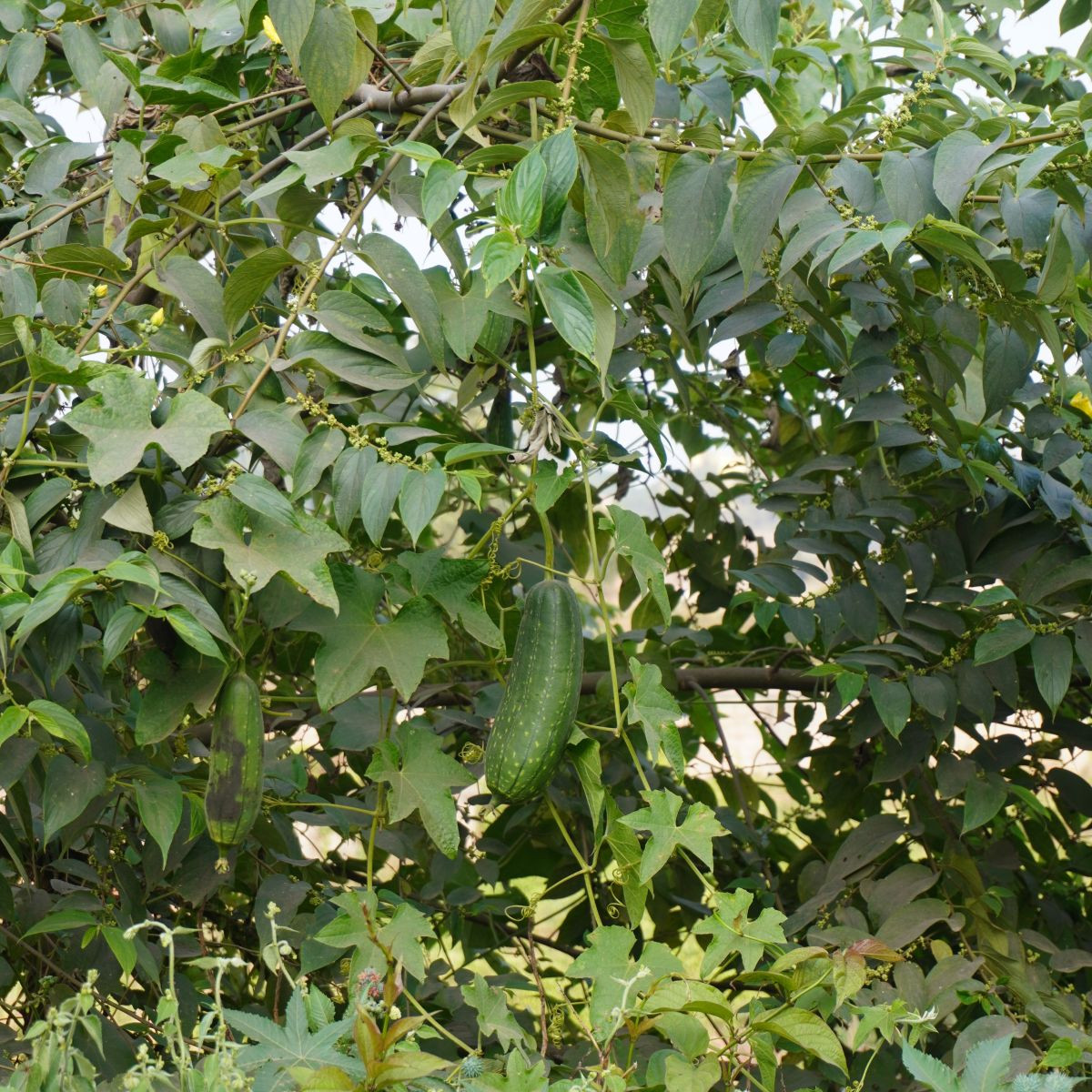 Casabanan - Muškátová uhorka - Sicana odorifera - semiačka - 6 ks