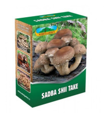 Shii take - Húževnatec jedlý - Lentinula edodes - sadba - predaj - 250 ml