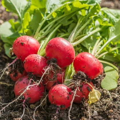 Reďkovka Riesenbutter Vitessa - Raphanus sativus sativus - predaj semien - 100 ks
