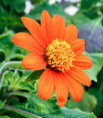 Titónia okrúhlolistá - Tithonia rotundifolia - predaj semien - 60 ks