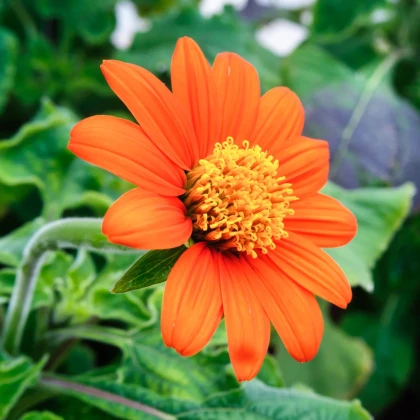 Titónia okrúhlolistá - Tithonia rotundifolia - predaj semien - 60 ks