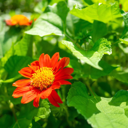 Titónia okrúhlolistá - Tithonia rotundifolia - predaj semien - 60 ks