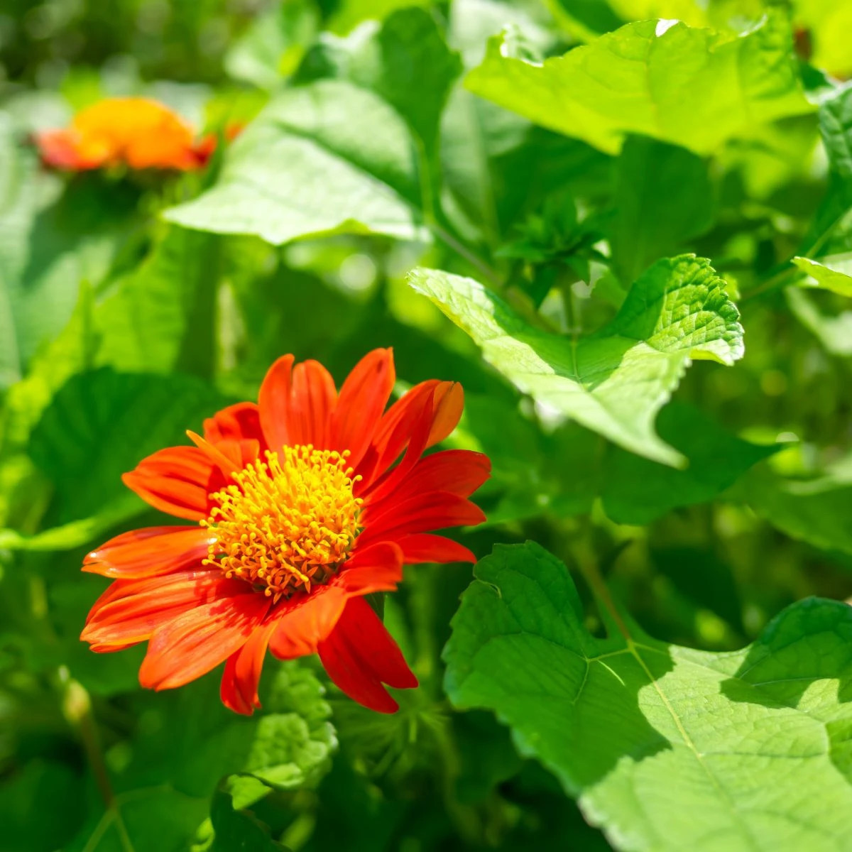 Titónia okrúhlolistá - Tithonia rotundifolia - predaj semien - 60 ks