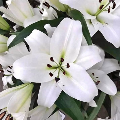 Ľalia Casablanca - Lilium - predaj cibuľovín - 1 ks