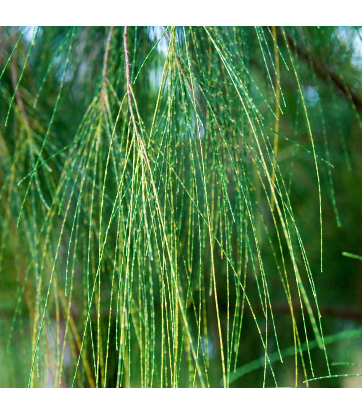 Tropický dub - Casuarina Cunninghamiana - semienka duba - 5 ks