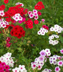 Plamienka Drummondova Tapestry - Phlox drum. - predaj semien - 180 ks