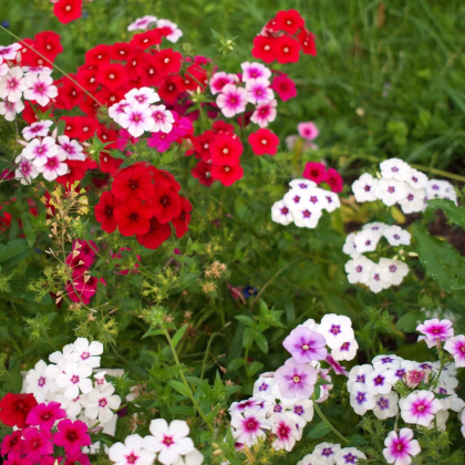 Plamienka Drummondova Tapestry - Phlox drum. - predaj semien - 180 ks