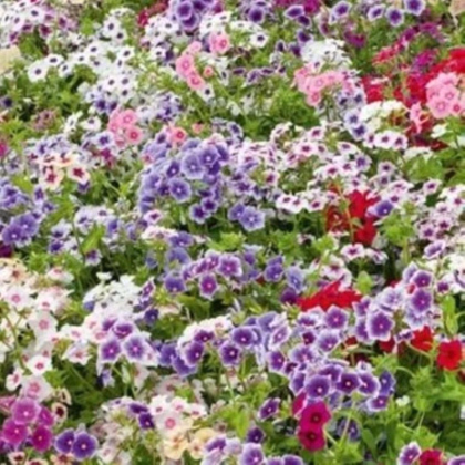 Plamienka Drummondova Tapestry - Phlox drum. - predaj semien - 180 ks