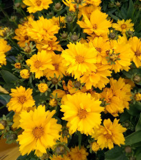 Krásnoočko veľkokveté Presto - Coreopsis grandiflora - predaj semien - 20 ks