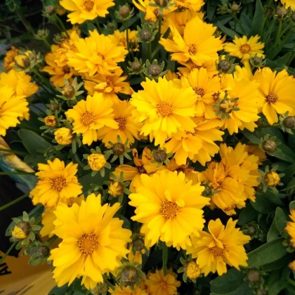 Krásnoočko veľkokveté Presto - Coreopsis grandiflora - predaj semien - 20 ks