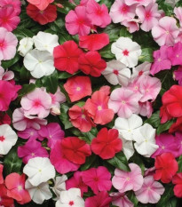 Katarant Pacifica XP Mix - Catharanthus roseus - predaj semien - 30 ks