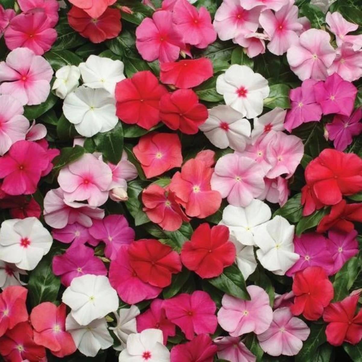 Katarant Pacifica XP Mix - Catharanthus roseus - predaj semien - 30 ks