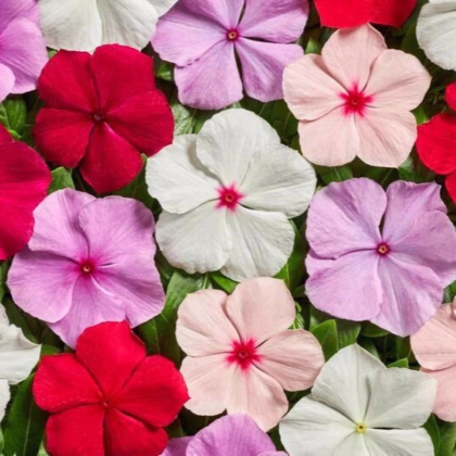 Katarant Volcano Mix F1 - Catharanthus roseus - predaj semien - 30 ks