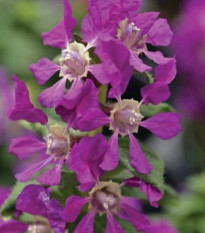 Kufea ohnivá Violet - japonská myrta - Cuphea Ilavea - predaj semien - 15 ks