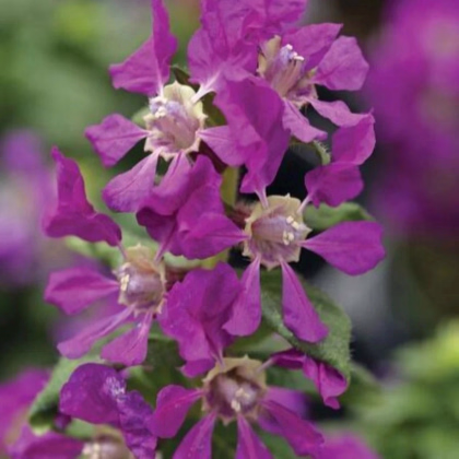 Kufea ohnivá Violet - japonská myrta - Cuphea Ilavea - predaj semien - 15 ks