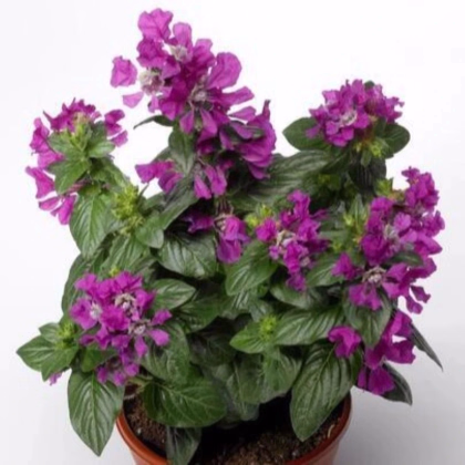 Kufea ohnivá Violet - japonská myrta - Cuphea Ilavea - predaj semien - 15 ks