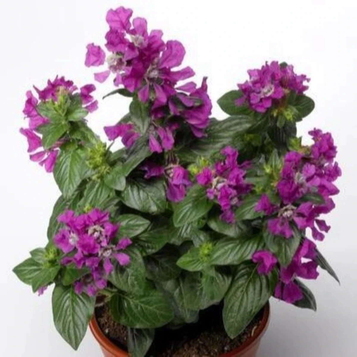 Kufea ohnivá Violet - japonská myrta - Cuphea Ilavea - predaj semien - 15 ks