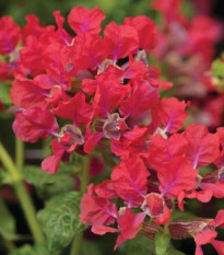 Kufea ohnivá Rose - japonská myrta - Cuphea Ilavea - predaj semien - 15 ks