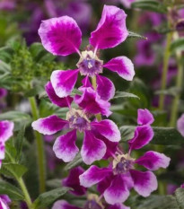 Kufea ohnivá Lavender Bicolor - japonská myrta - Cuphea Ilavea - predaj semien - 15 ks