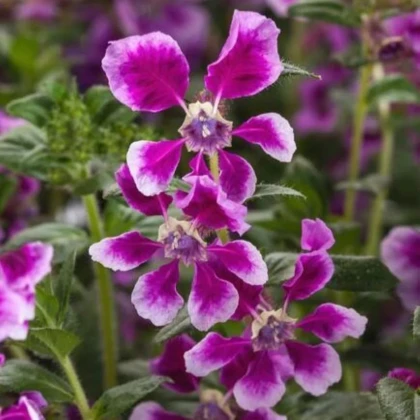 Kufea ohnivá Lavender Bicolor - japonská myrta - Cuphea Ilavea - predaj semien - 15 ks