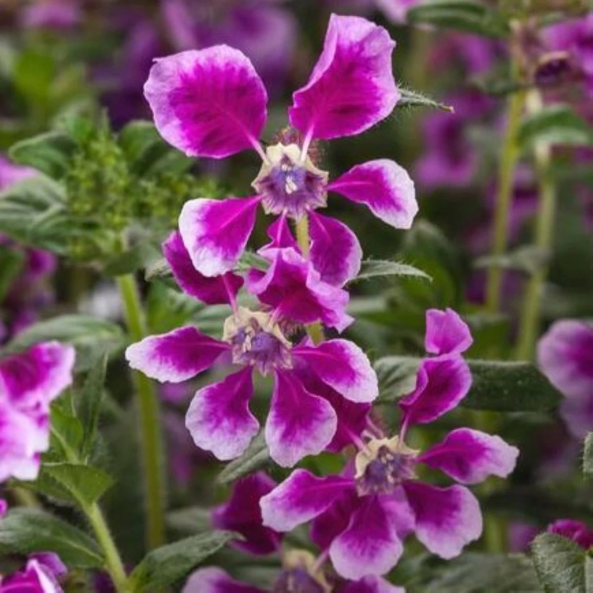 Kufea ohnivá Lavender Bicolor - japonská myrta - Cuphea Ilavea - predaj semien - 15 ks