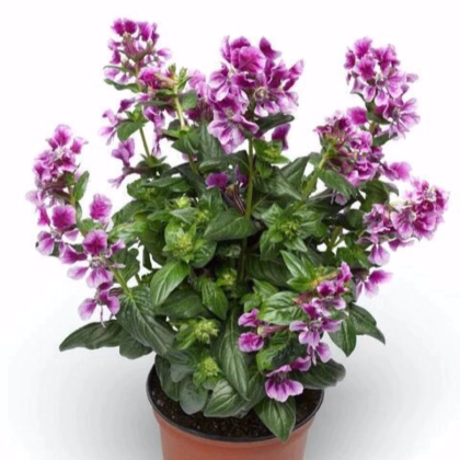 Kufea ohnivá Lavender Bicolor - japonská myrta - Cuphea Ilavea - predaj semien - 15 ks