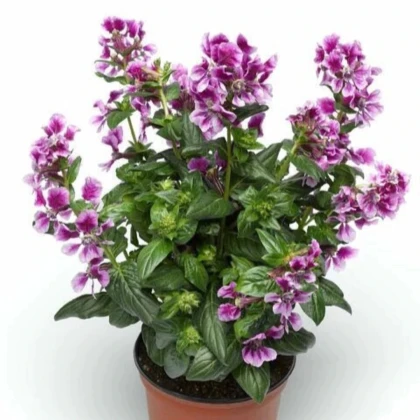 Kufea ohnivá Lavender Bicolor - japonská myrta - Cuphea Ilavea - predaj semien - 15 ks