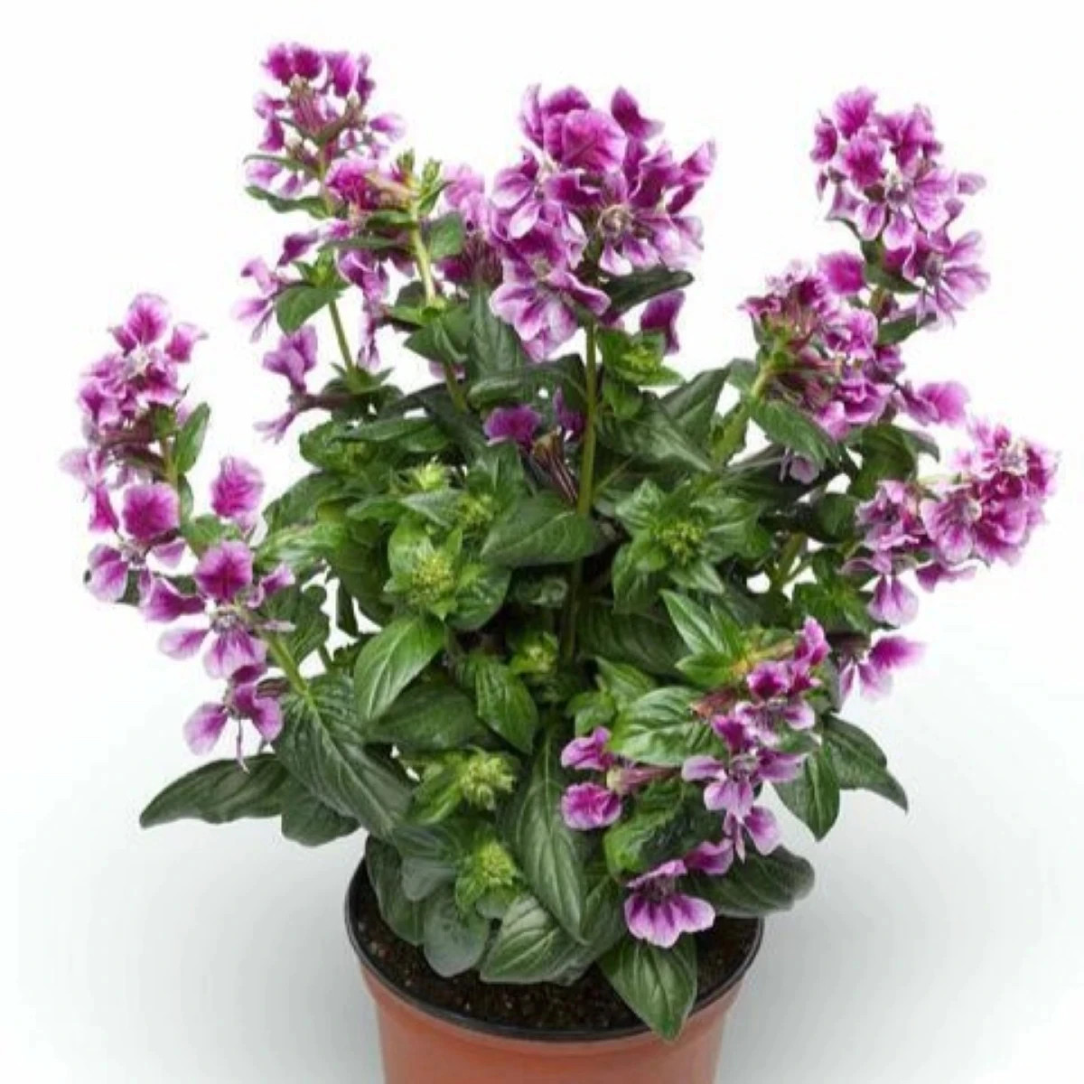 Kufea ohnivá Lavender Bicolor - japonská myrta - Cuphea Ilavea - predaj semien - 15 ks