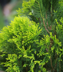 Tuja Zerav orientálna Compakta - Platycladus orientalis - predaj semien - 18 ks