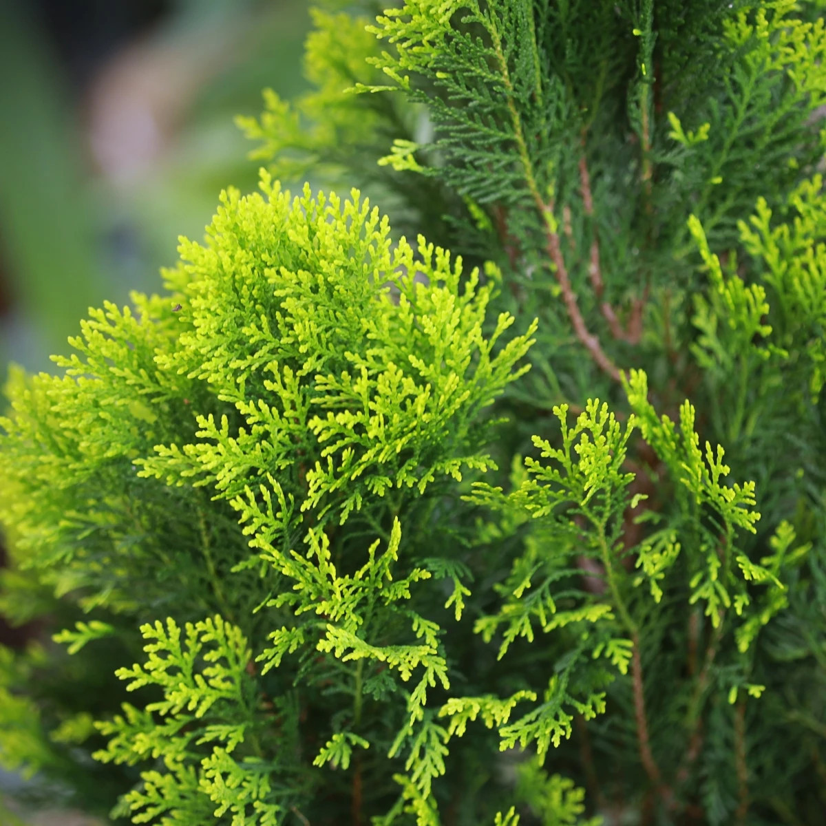 Tuja Zerav orientálna Compakta - Platycladus orientalis - predaj semien - 18 ks