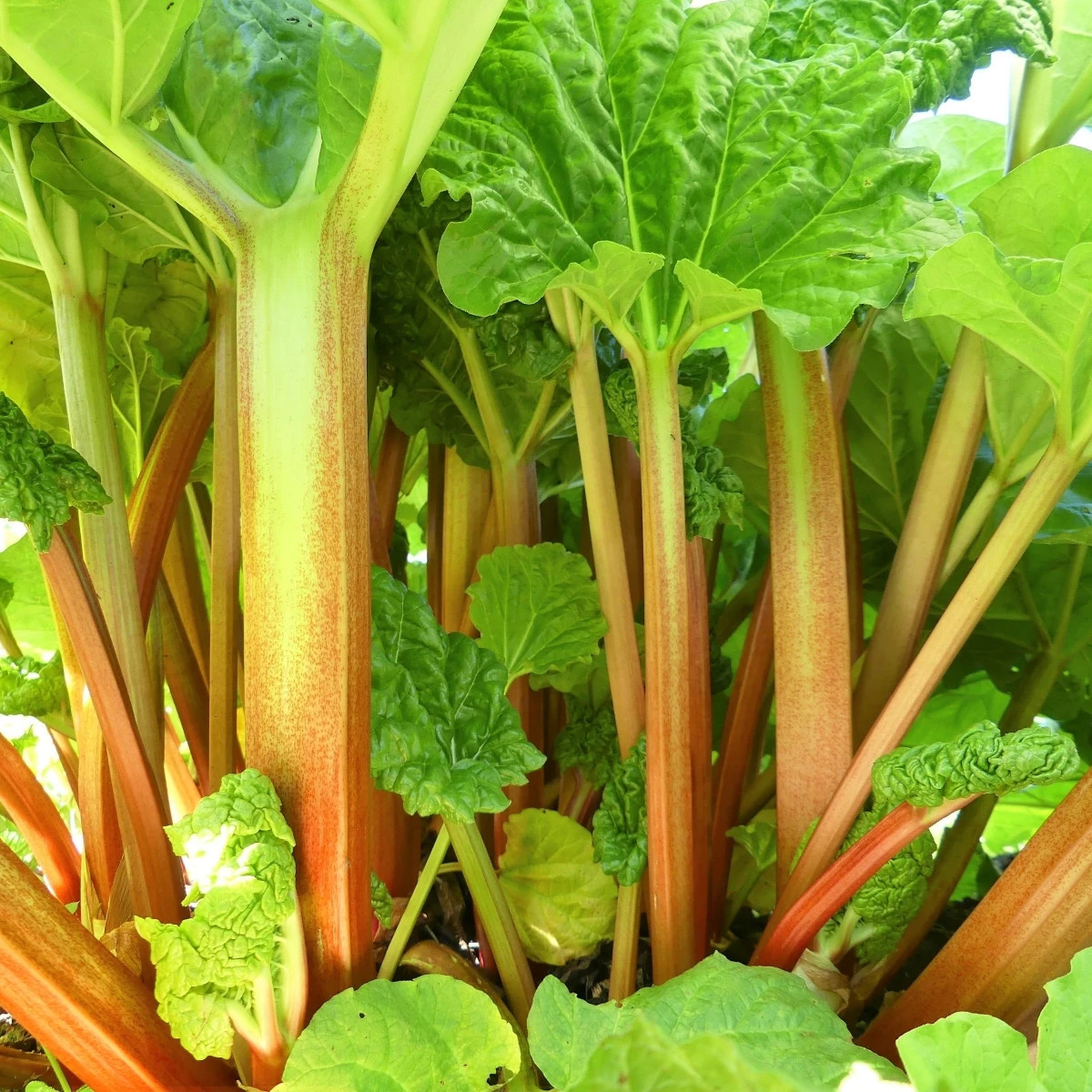 Rebarbora Goliath - Rheum rhabarbarum - predaj voľnokorenných sadeníc - 1 ks