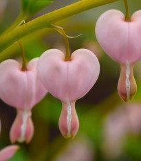 Srdcovka nádherná Cupid - Dicentra spectabilis - predaj cibuľovín - 1 ks