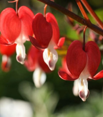 Srdcovka nádherná Valentine - Dicentra spectabilis - predaj cibuľovín - 1 ks
