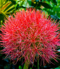 Krvokvet - Scadoxus multiflorus - predaj cibuľovín - 1 ks