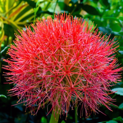 Krvokvet - Scadoxus multiflorus - predaj cibuľovín - 1 ks