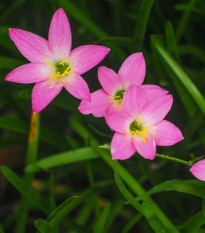 Dažďová ľalia ružová - Zephyrantes candida - predaj cibuľovín - 3 ks