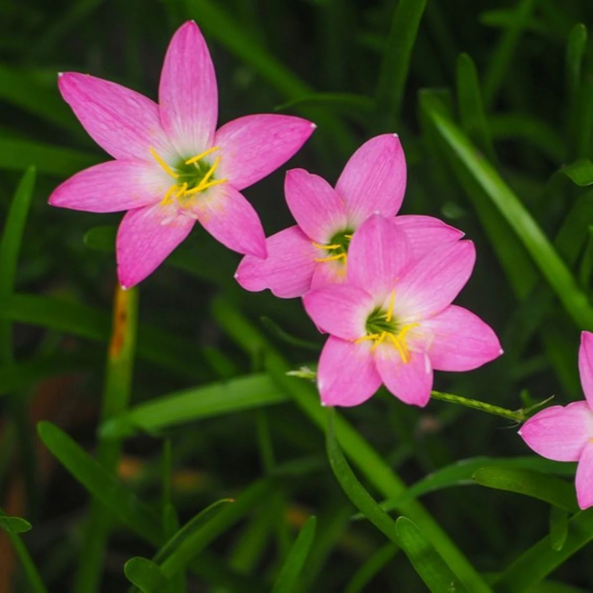 Dažďová ľalia ružová - Zephyrantes candida - predaj cibuľovín - 3 ks