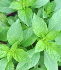 BIO Bazalka stredne veľké listy - Ocimum basilicum - predaj semien - 100 ks
